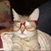 silly_kitty50